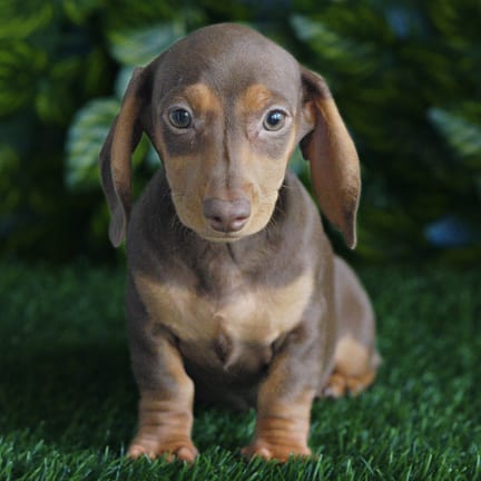 Mini Dachshund puppy named Zoey