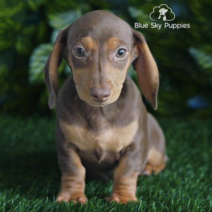 Mini Dachshund puppy named Zoey