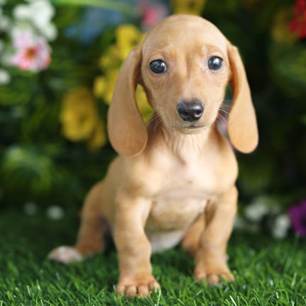 Mini Dachshund puppy named Ashby