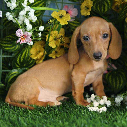 Mini Dachshund puppy named Ashby