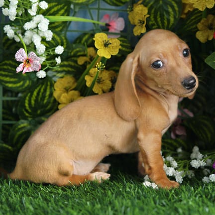 Mini Dachshund puppy named Ashby