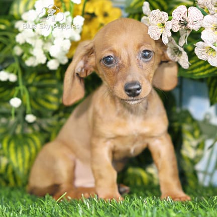 Mini Dachshund puppy named Kenna