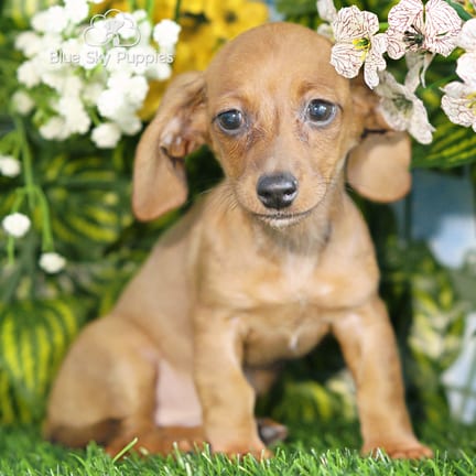 Mini Dachshund puppy named Kenna