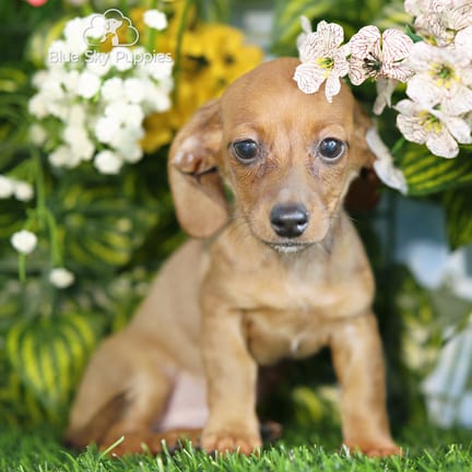 Mini Dachshund puppy named Kenna