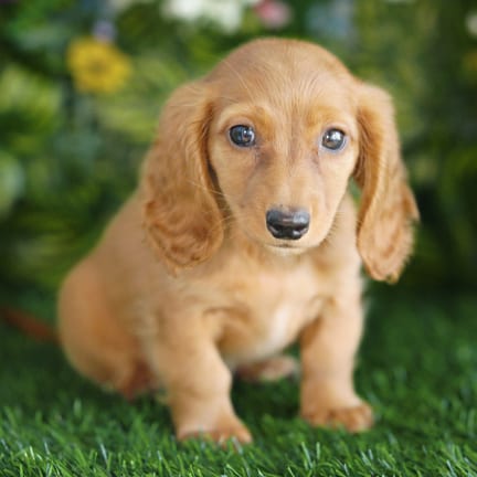 Mini Dachshund puppy named Jazzy