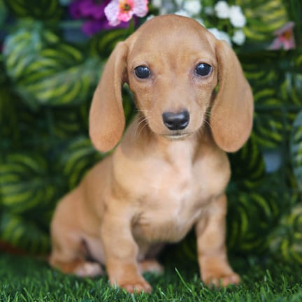 Mini Dachshund puppy named Dahlia