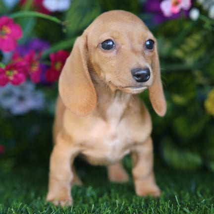 Mini Dachshund puppy named Dahlia