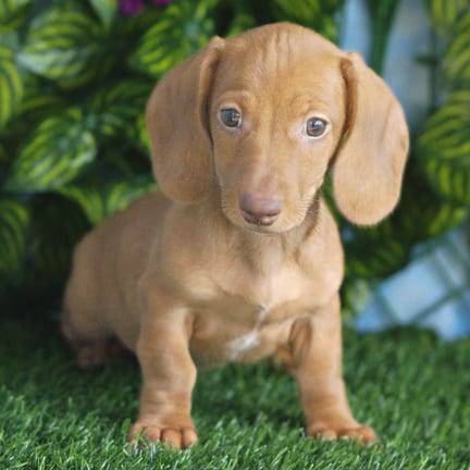 Mini Dachshund puppy named Hamilton