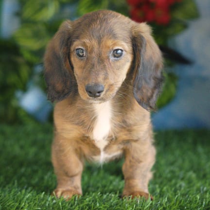 Mini Dachshund puppy named Soleil