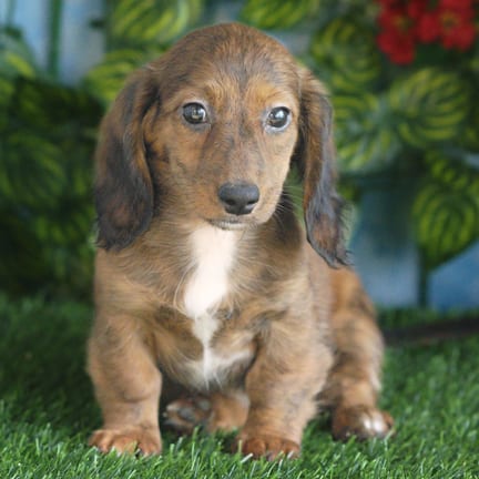 Mini Dachshund puppy named Soleil