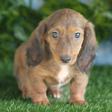 Mini Dachshund puppy named Soleil