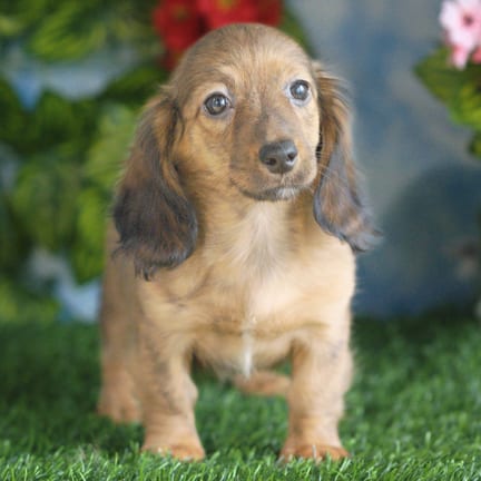 Mini Dachshund puppy named Ruger