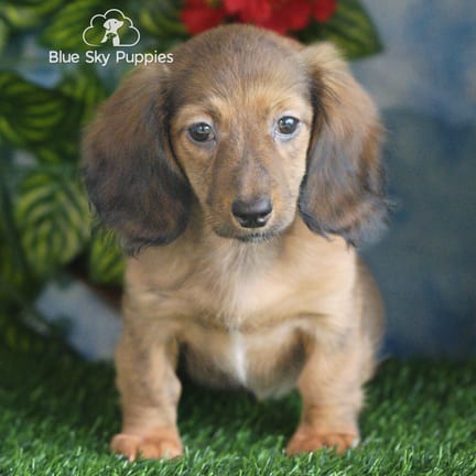 Mini Dachshund puppy named Ruger