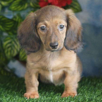 Mini Dachshund puppy named Ruger