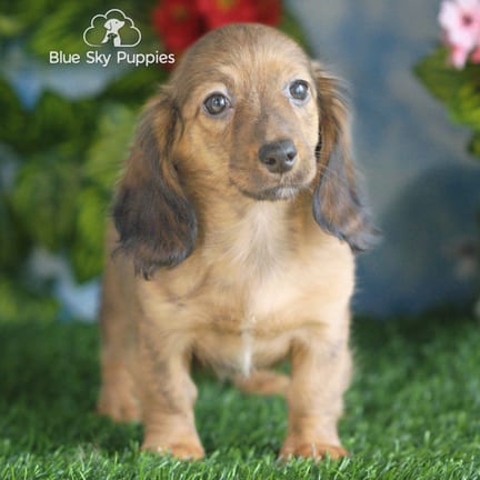 Mini Dachshund puppy named Ruger