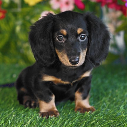 Mini Dachshund puppy named Crawford