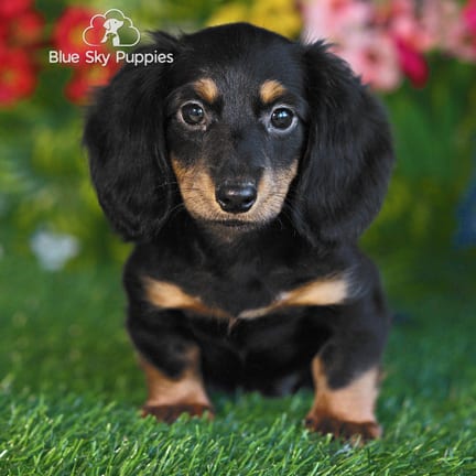 Mini Dachshund puppy named Crawford