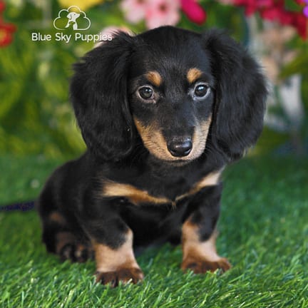 Mini Dachshund puppy named Crawford