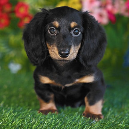 Mini Dachshund puppy named Crawford