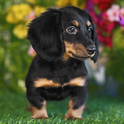 Mini Dachshund puppy named Crawford
