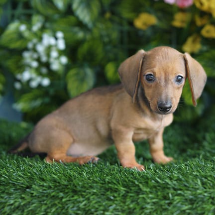 Mini Dachshund puppy named Carly