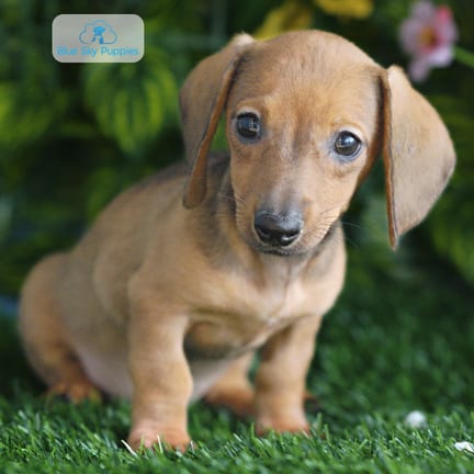 Mini Dachshund puppy named Carly