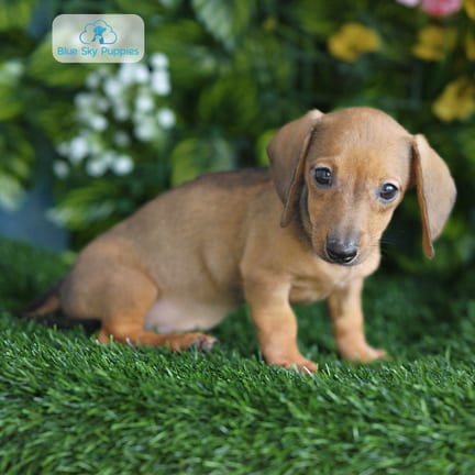 Mini Dachshund puppy named Carly