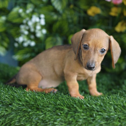Mini Dachshund puppy named Carly