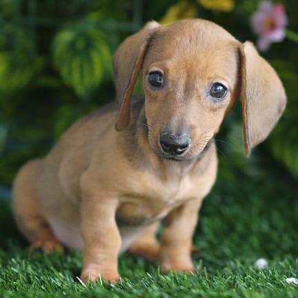 Mini Dachshund puppy named Carly
