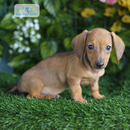 Mini Dachshund puppy named Carly