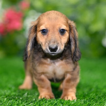 Mini Dachshund puppy named Wilbur