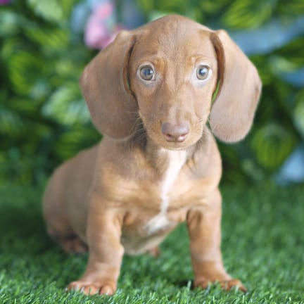 Mini Dachshund puppy named Addison