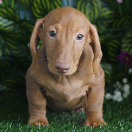 Mini Dachshund puppy named Koda