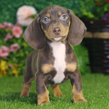 Mini Dachshund puppy named Corky
