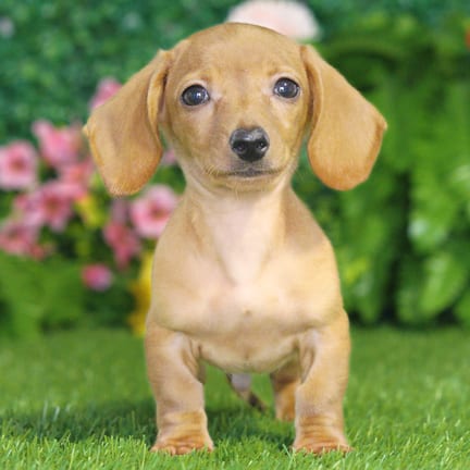 Mini Dachshund puppy named Foster