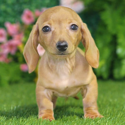 Mini Dachshund puppy named Foster