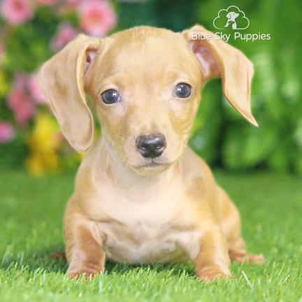Mini Dachshund puppy named Scrappy