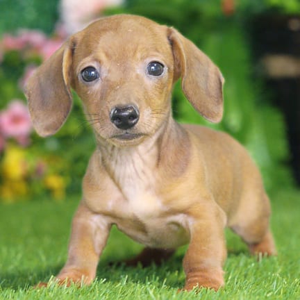 Mini Dachshund puppy named Easton