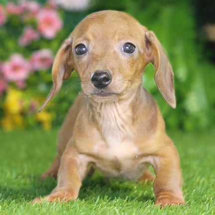 Mini Dachshund puppy named Easton