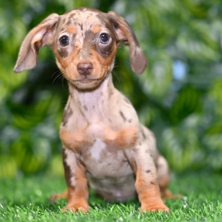 Mini Dachshund puppy named Finn