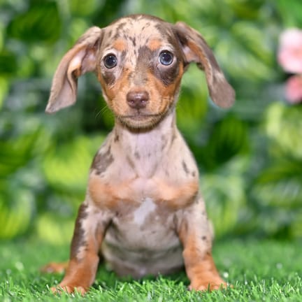 Mini Dachshund puppy named Finn