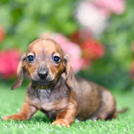 Mini Dachshund puppy named Bonnie