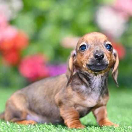 Mini Dachshund puppy named Bonnie