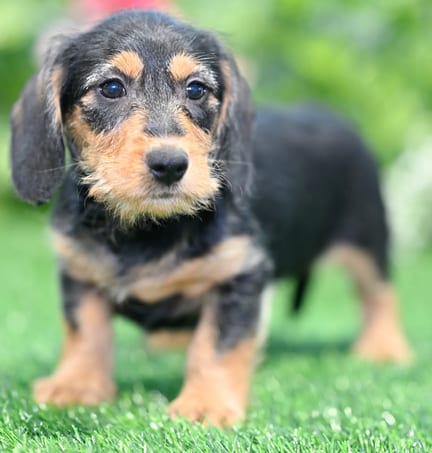 Mini Dachshund puppy named Waynoka