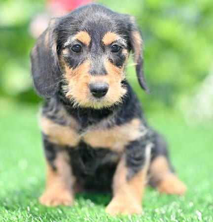 Mini Dachshund puppy named Waynoka