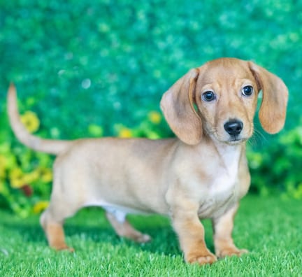 Mini Dachshund puppy named Darius