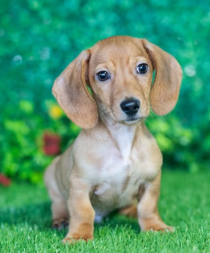 Mini Dachshund puppy named Darius