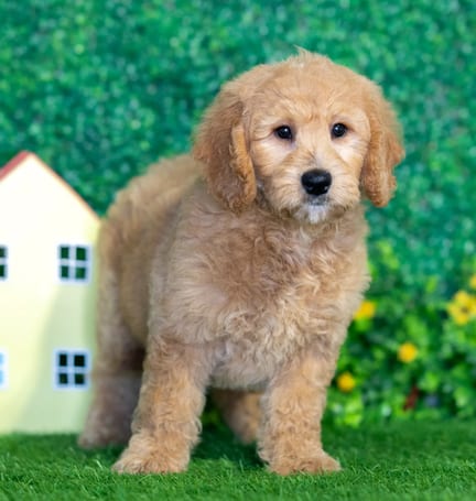 Mini Goldendoodle puppy named Maddie