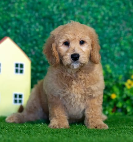Mini Goldendoodle puppy named Maddie