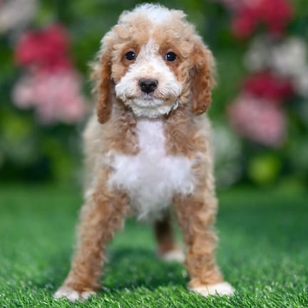 Mini Goldendoodle puppy named Oreo